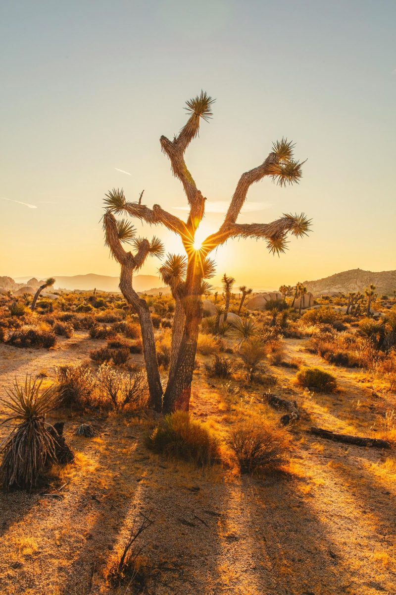 Photo by Explore with Joshua on Unsplash

