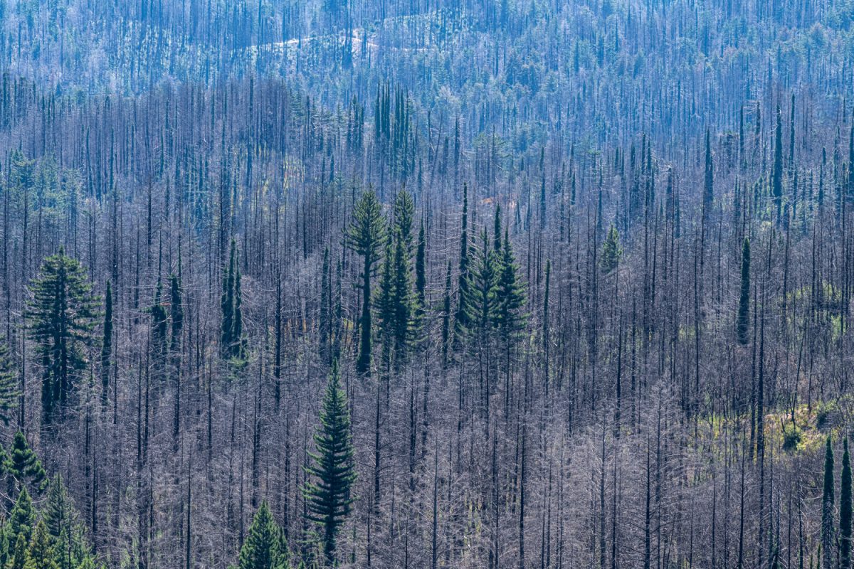 Courtesy of California State Parks, 2025

Big Basin Redwoods State Park
© 2022, California State Parks.
Photo by Brian Baer
